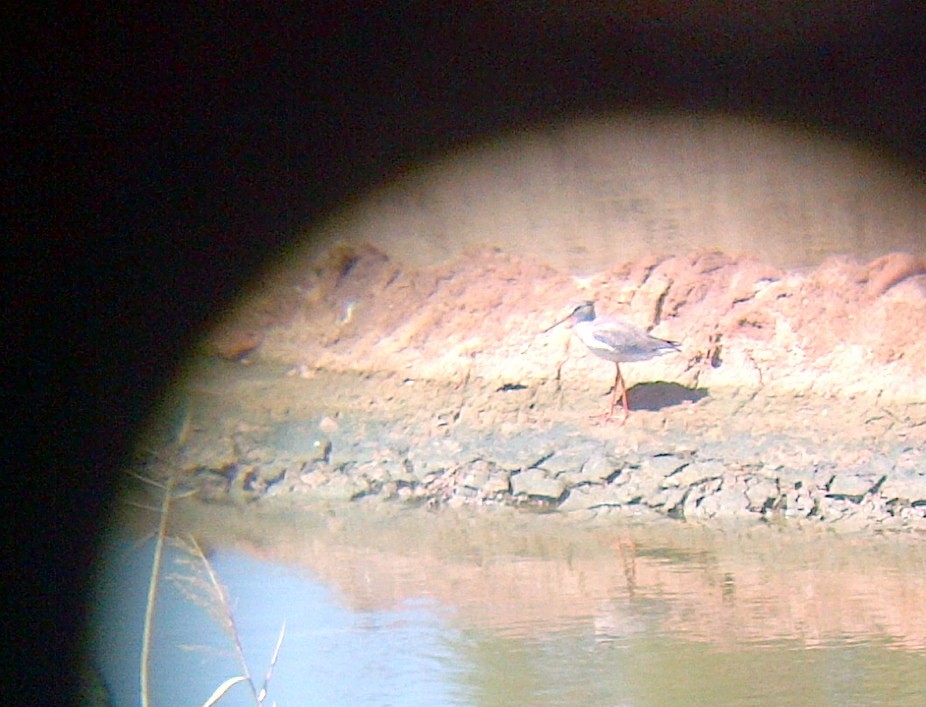 Spotted Redshank - stephen tierney