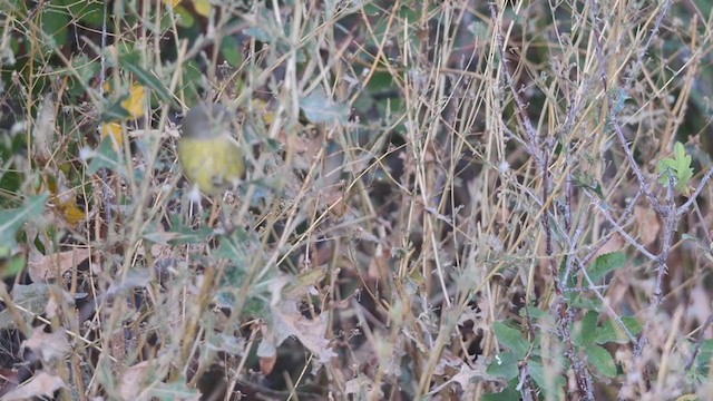 Orange-crowned Warbler (Gray-headed) - ML266526091