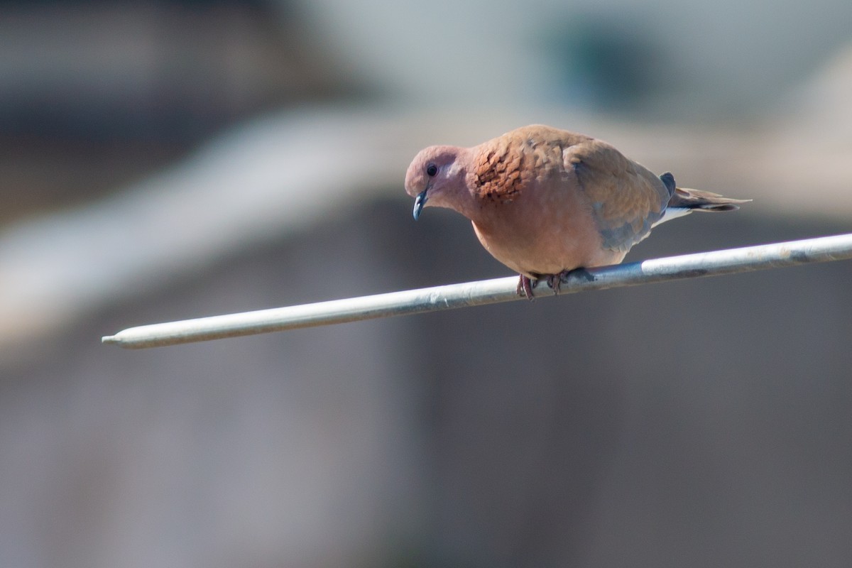Laughing Dove - ML266526811