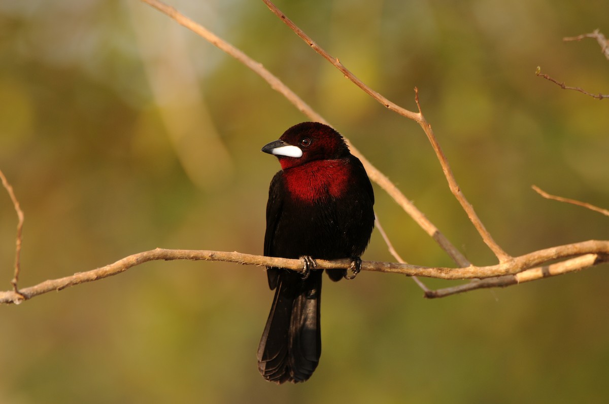 Silver-beaked Tanager - ML266533501