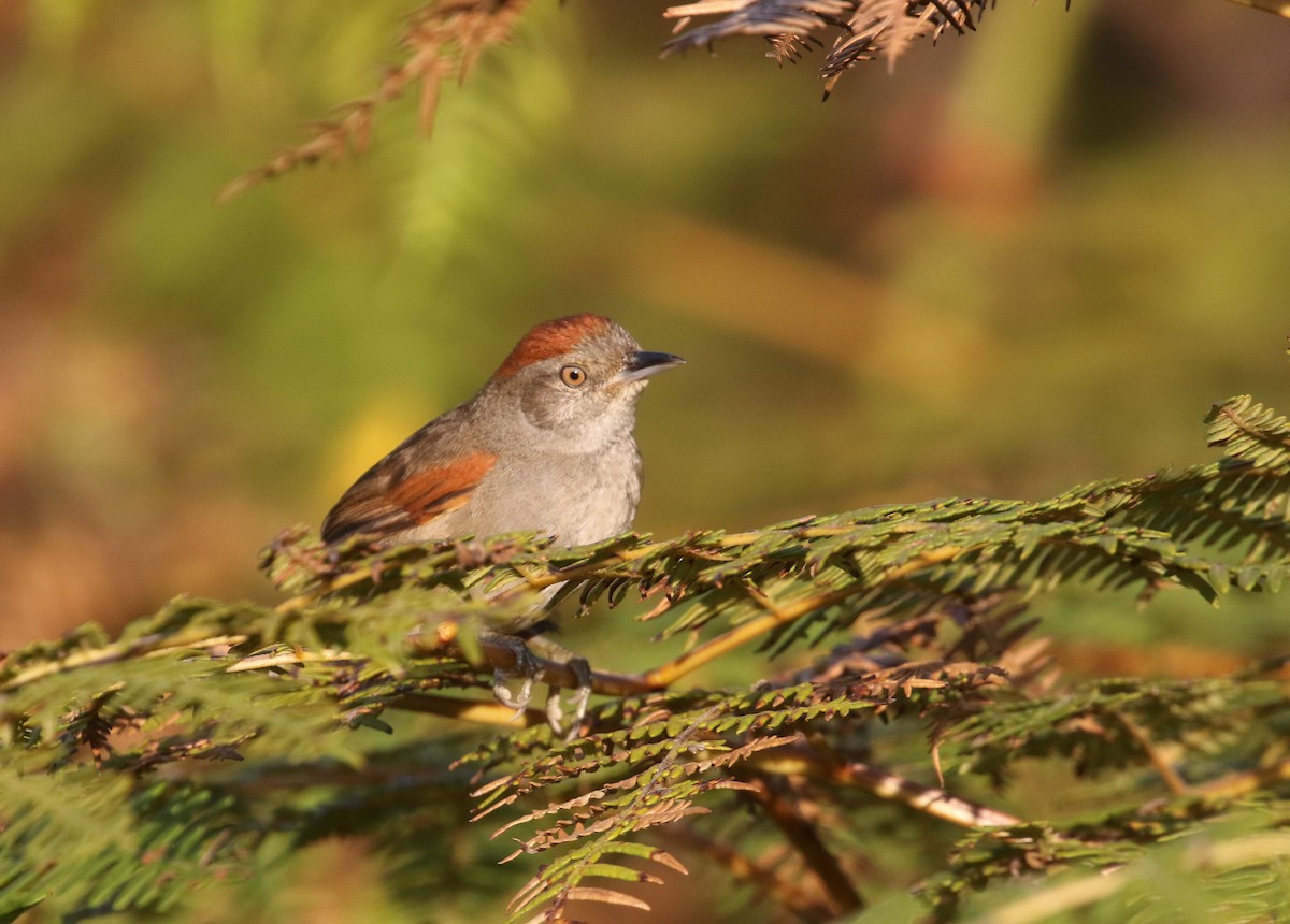 Cinereous-breasted Spinetail - Daniel Branch