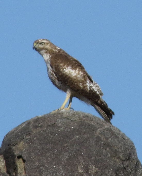 Red-tailed Hawk - ML26654621