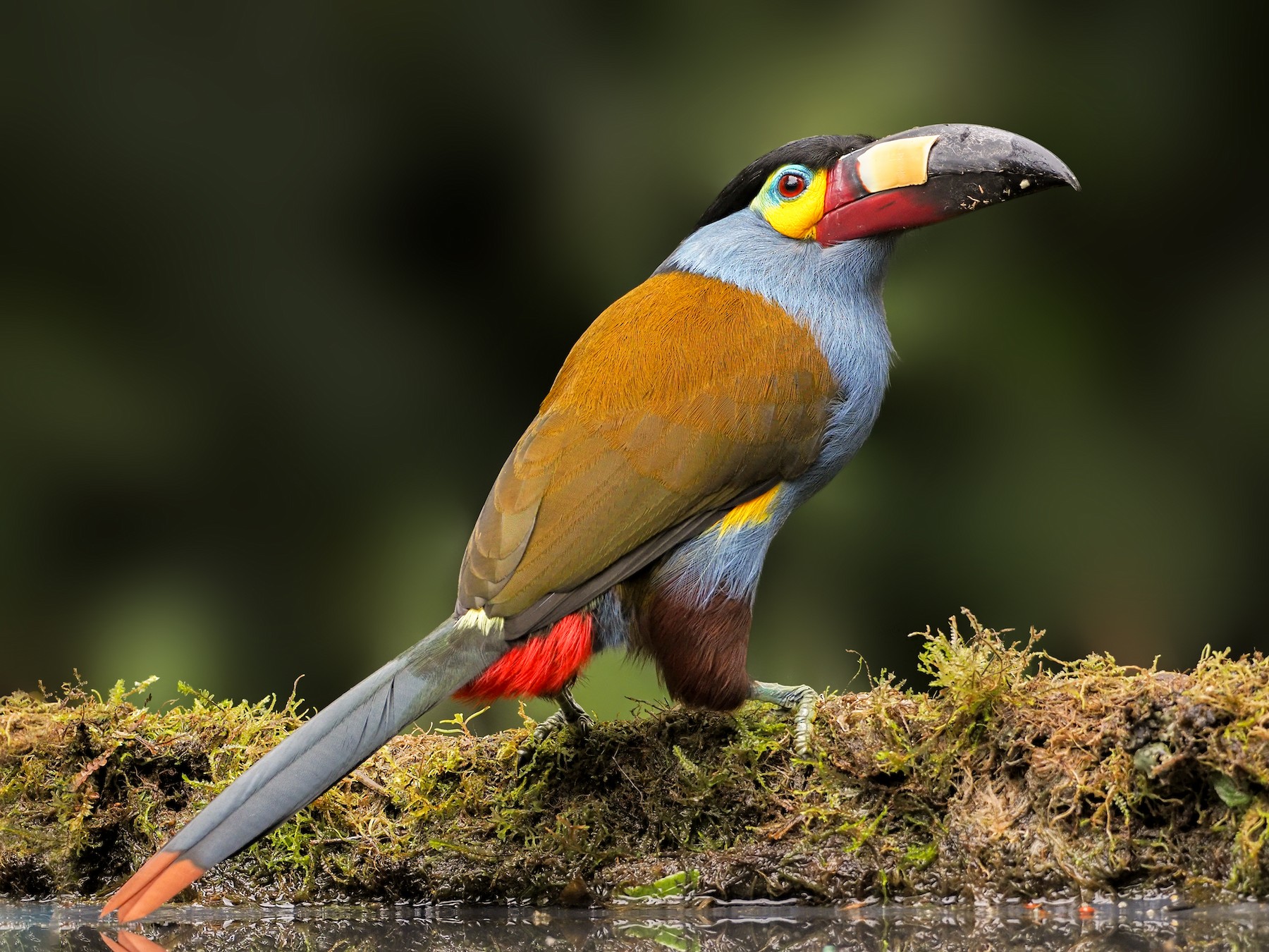 Plate-billed Mountain-Toucan - eBird