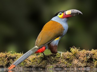  - Plate-billed Mountain-Toucan