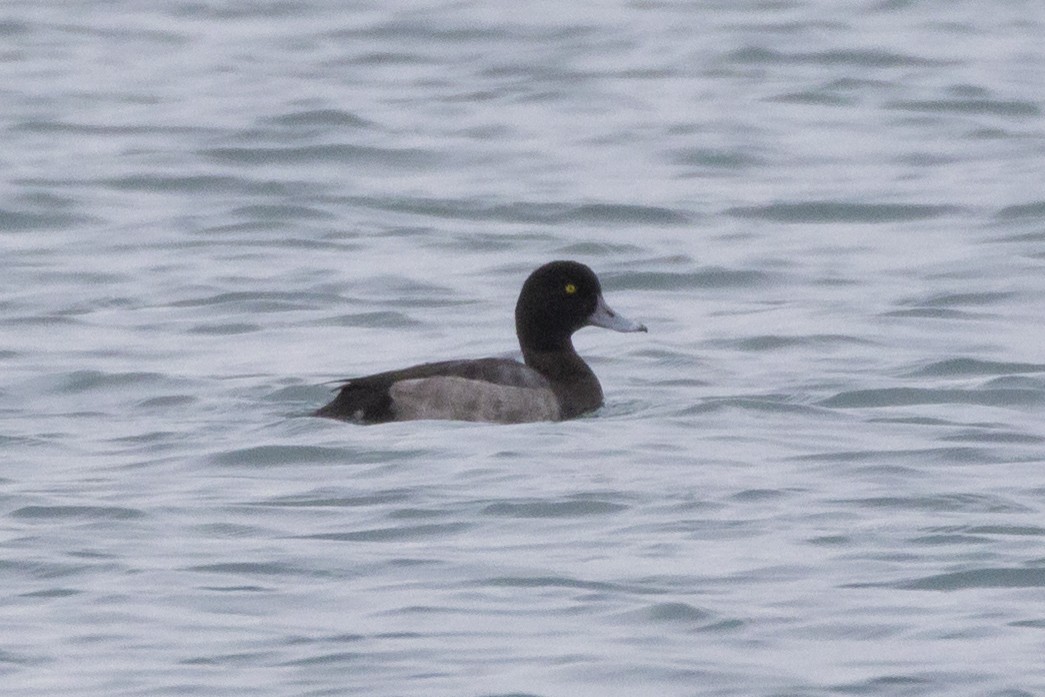 Greater Scaup - ML266551401