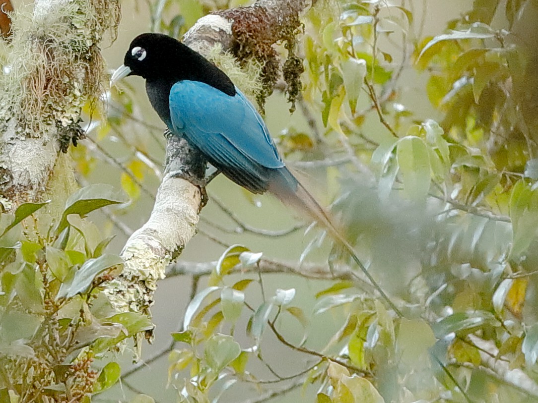 Ave del Paraíso Azul - eBird