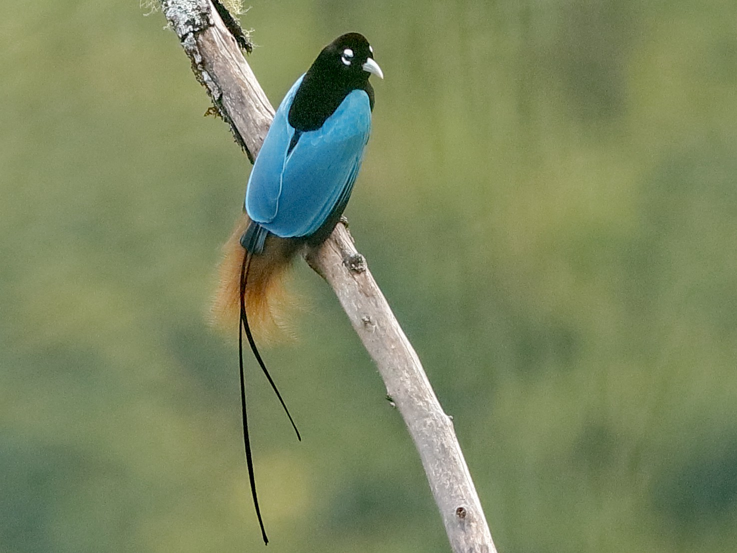 Blue Bird-of-Paradise - eBird