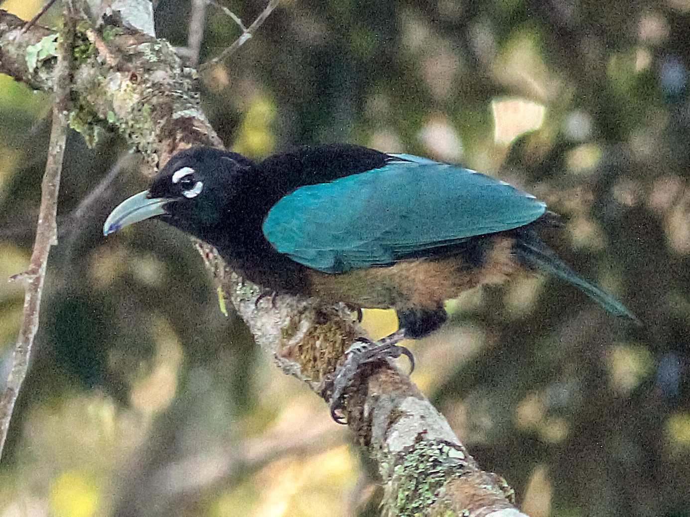 Blue Bird Of Paradise Animal