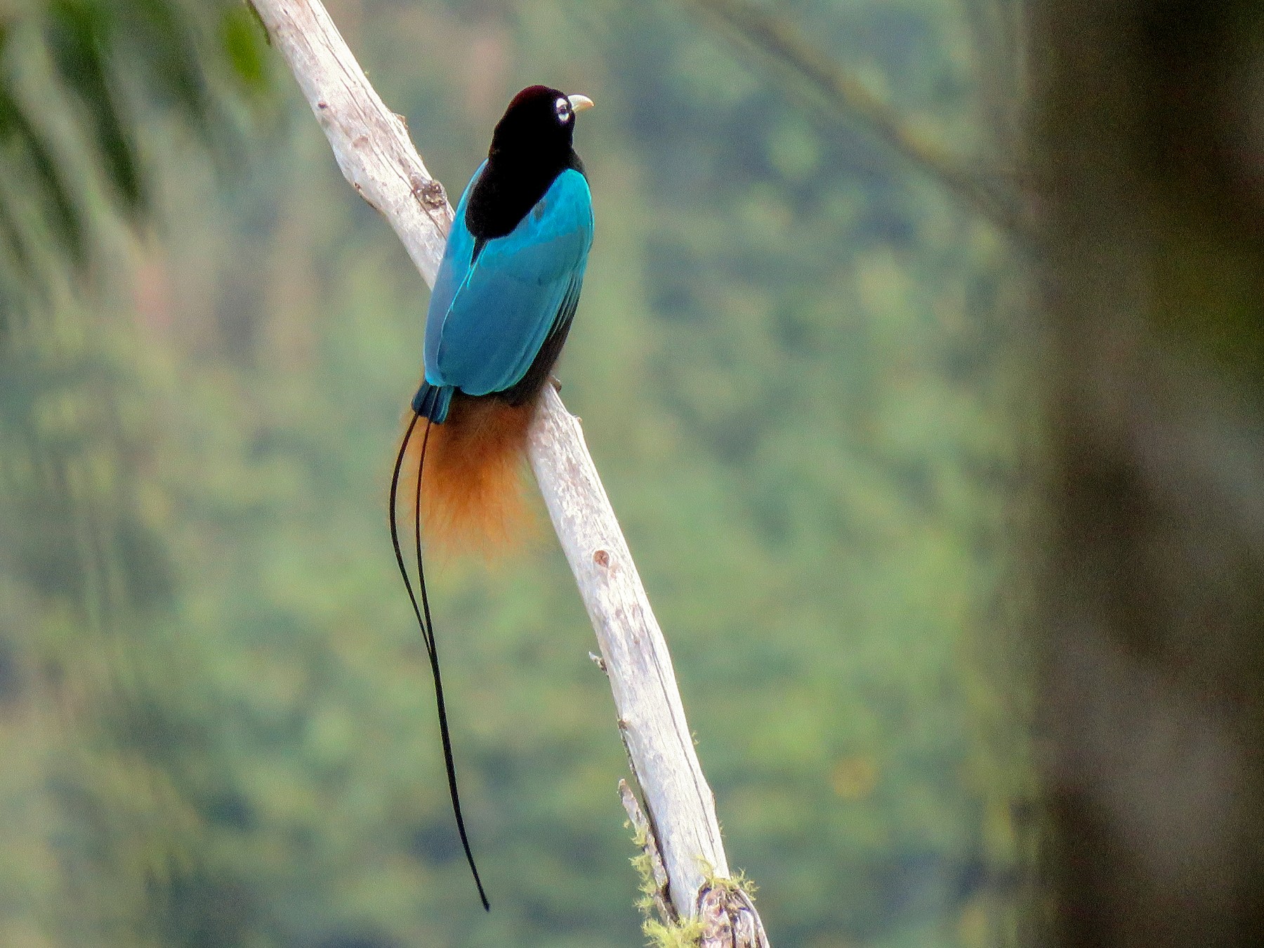 blue bird of paradise animal