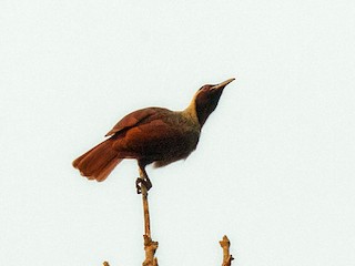  - Lars Petersson | My World of Bird Photography - ML266559511