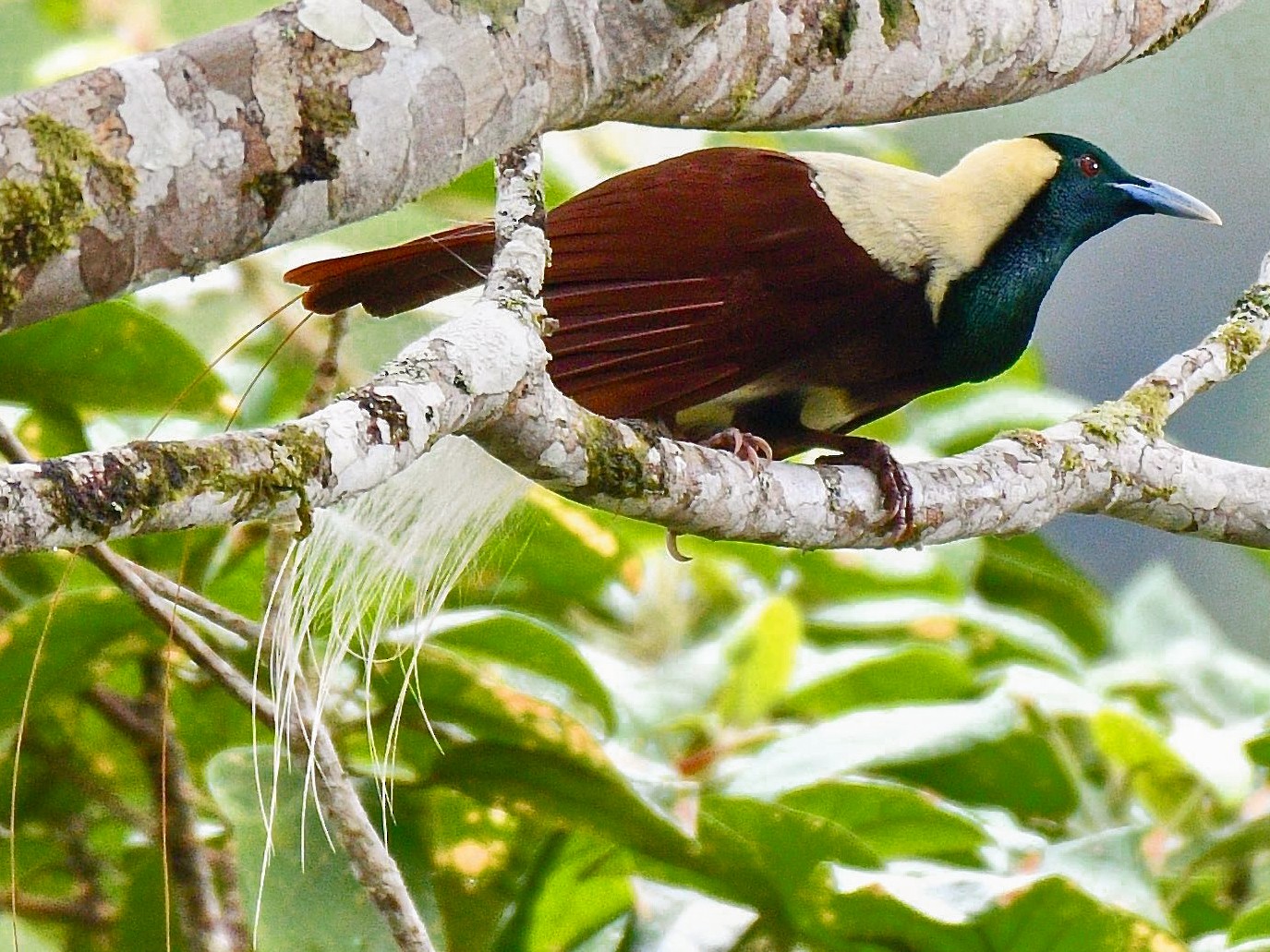 Ave del paraíso imperial - eBird