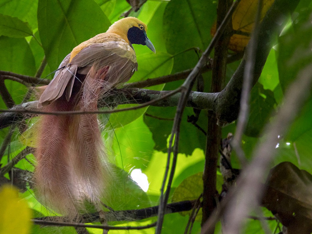 Goldie's Bird-of-Paradise - Lars Petersson | My World of Bird Photography