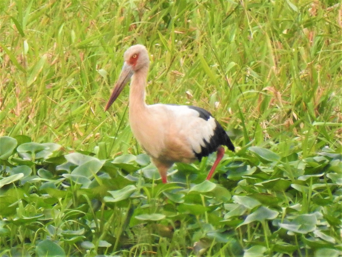 Maguari Stork - Ricardo Centurión