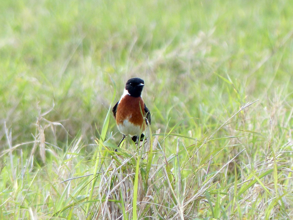 African Stonechat - ML26657571