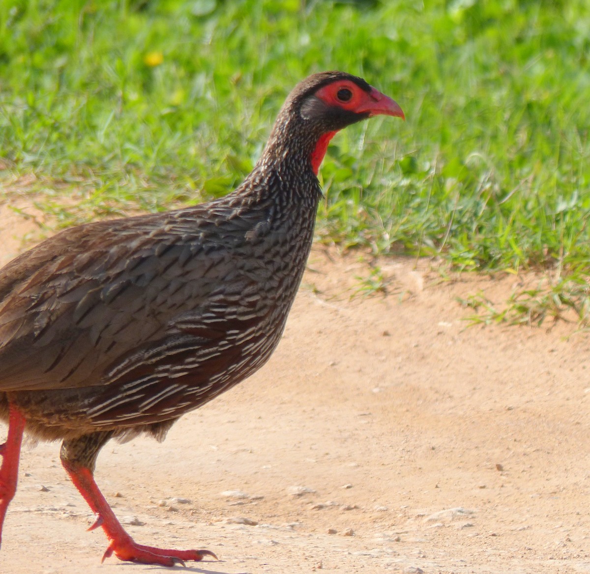 Red-necked Spurfowl (Southern) - ML26657661