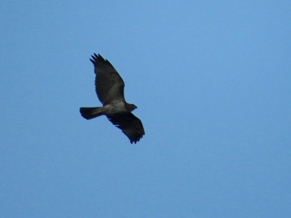 Red-tailed Hawk - ML26657871