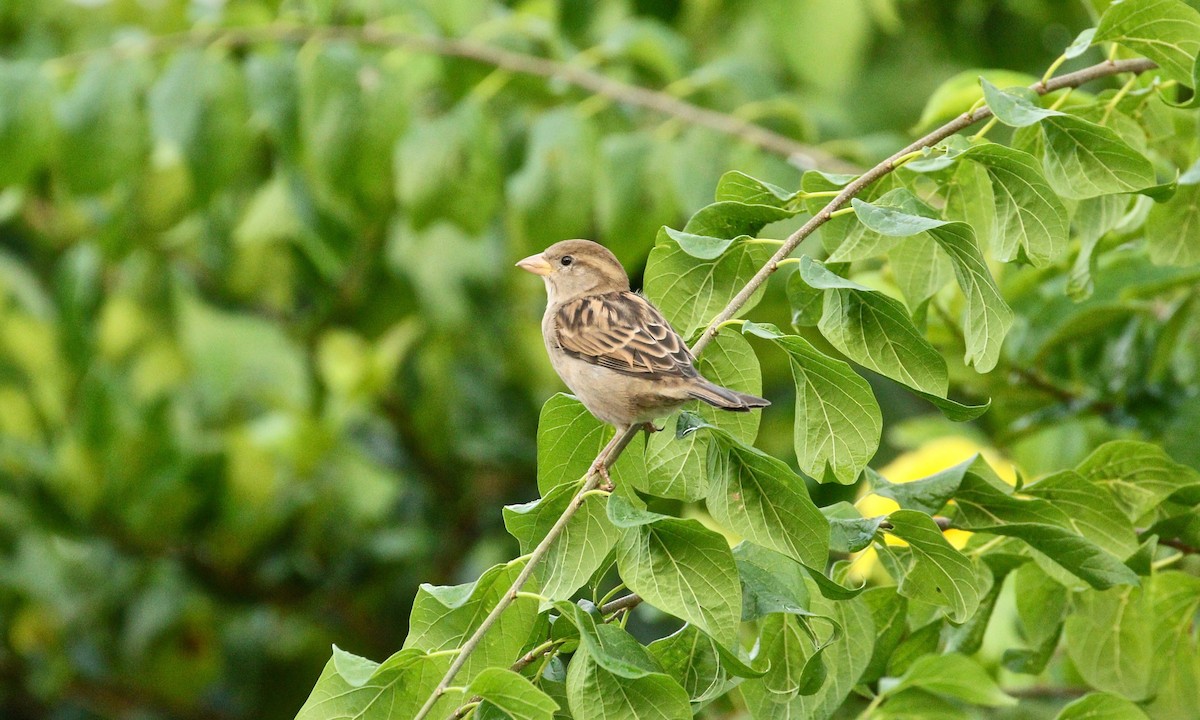 House Sparrow - Paul Petrus