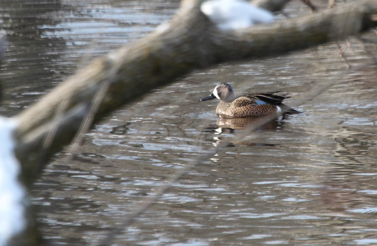 Blue-winged Teal - ML26658141