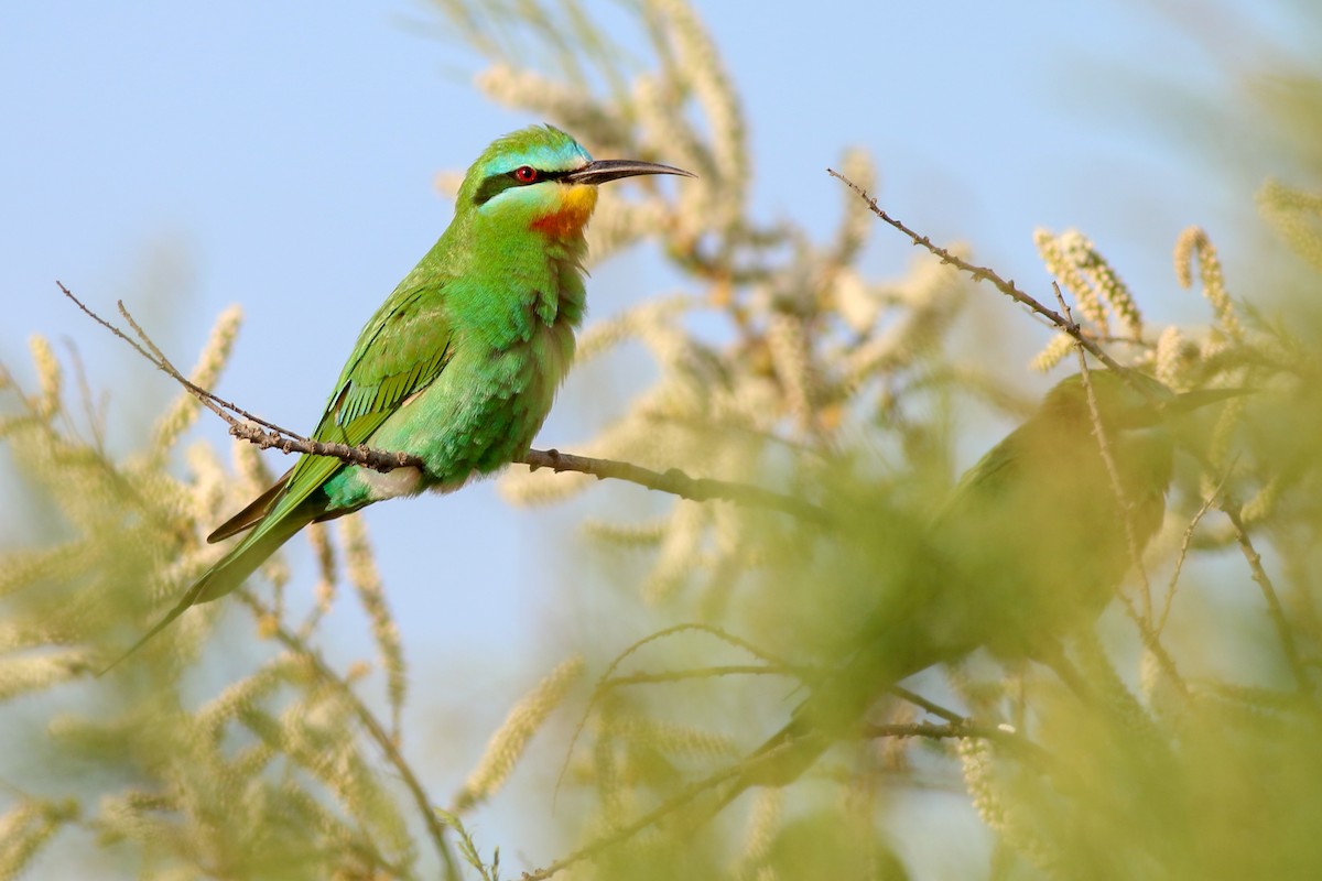 Blue-cheeked Bee-eater - ML266581451