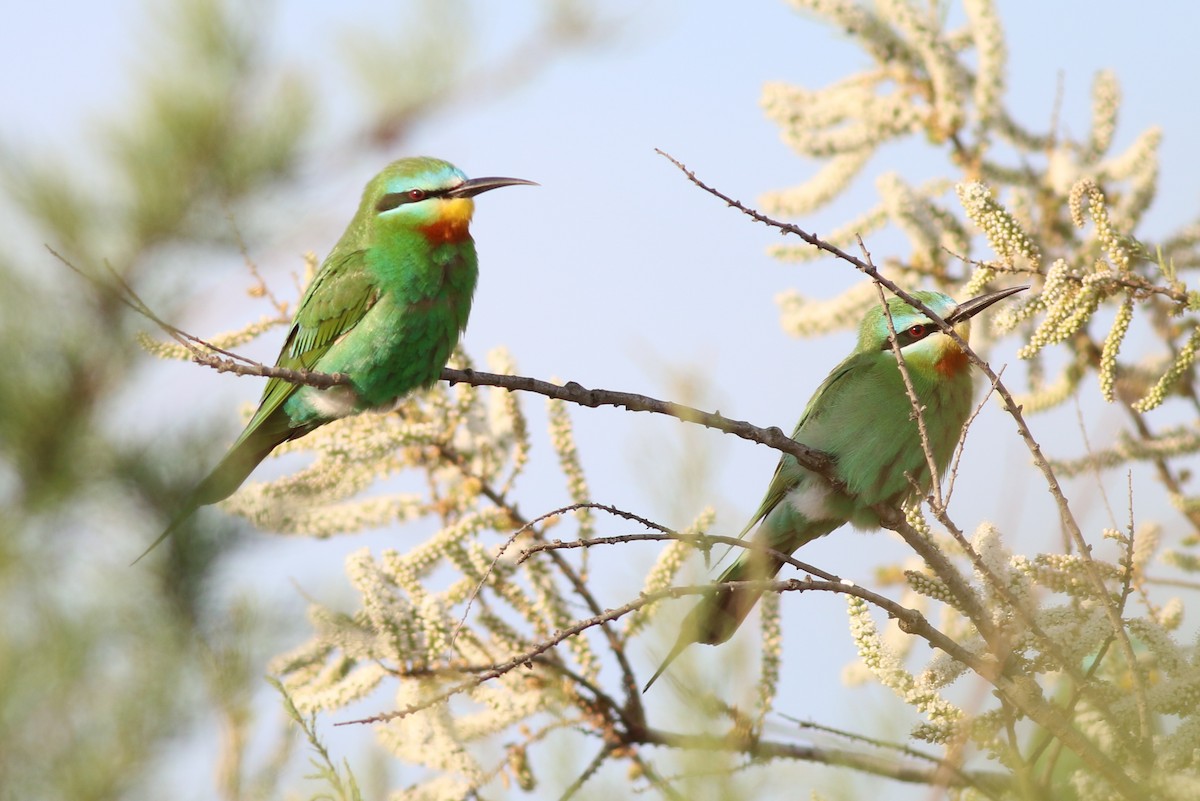 Blue-cheeked Bee-eater - ML266581471