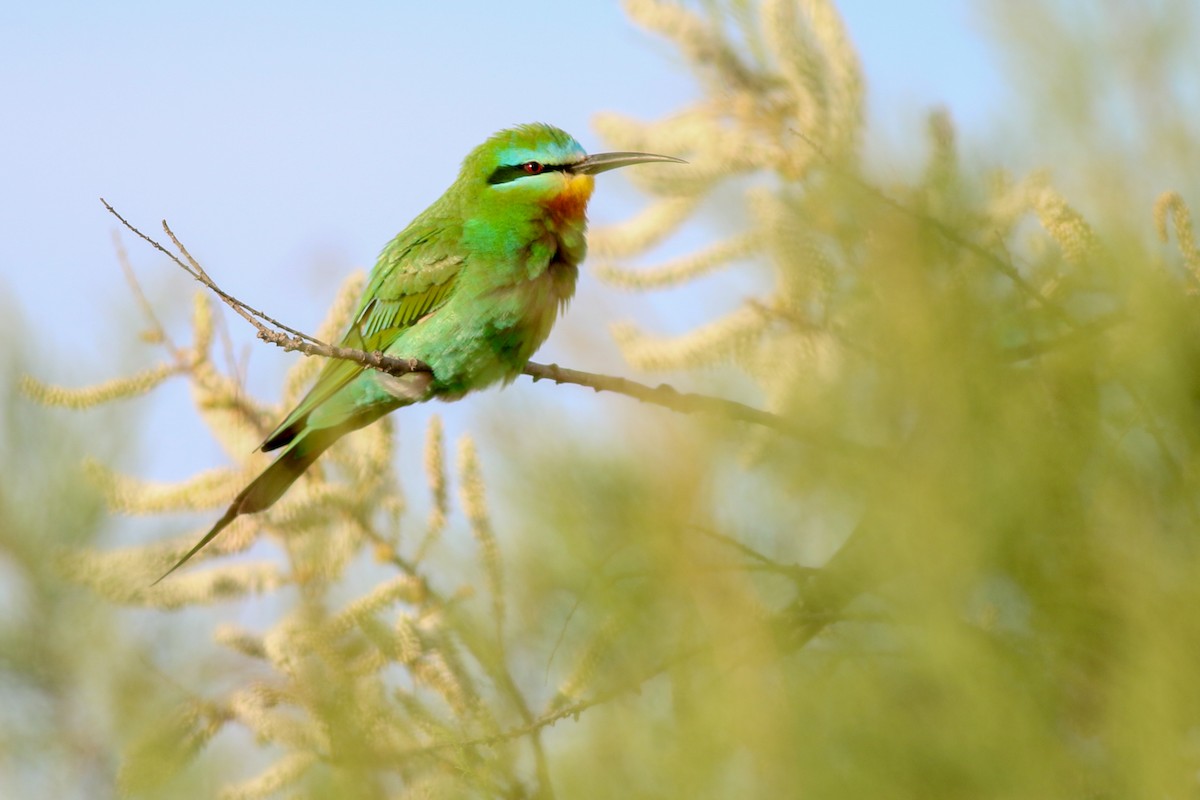 Blue-cheeked Bee-eater - ML266581521