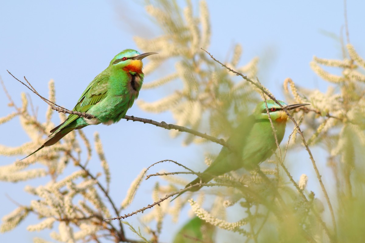 Blue-cheeked Bee-eater - ML266581591