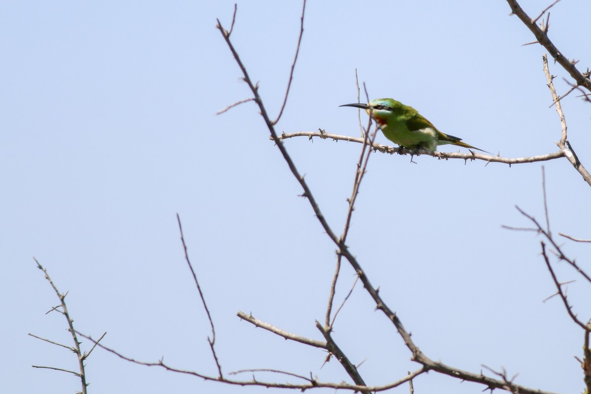 Blue-cheeked Bee-eater - ML266582131