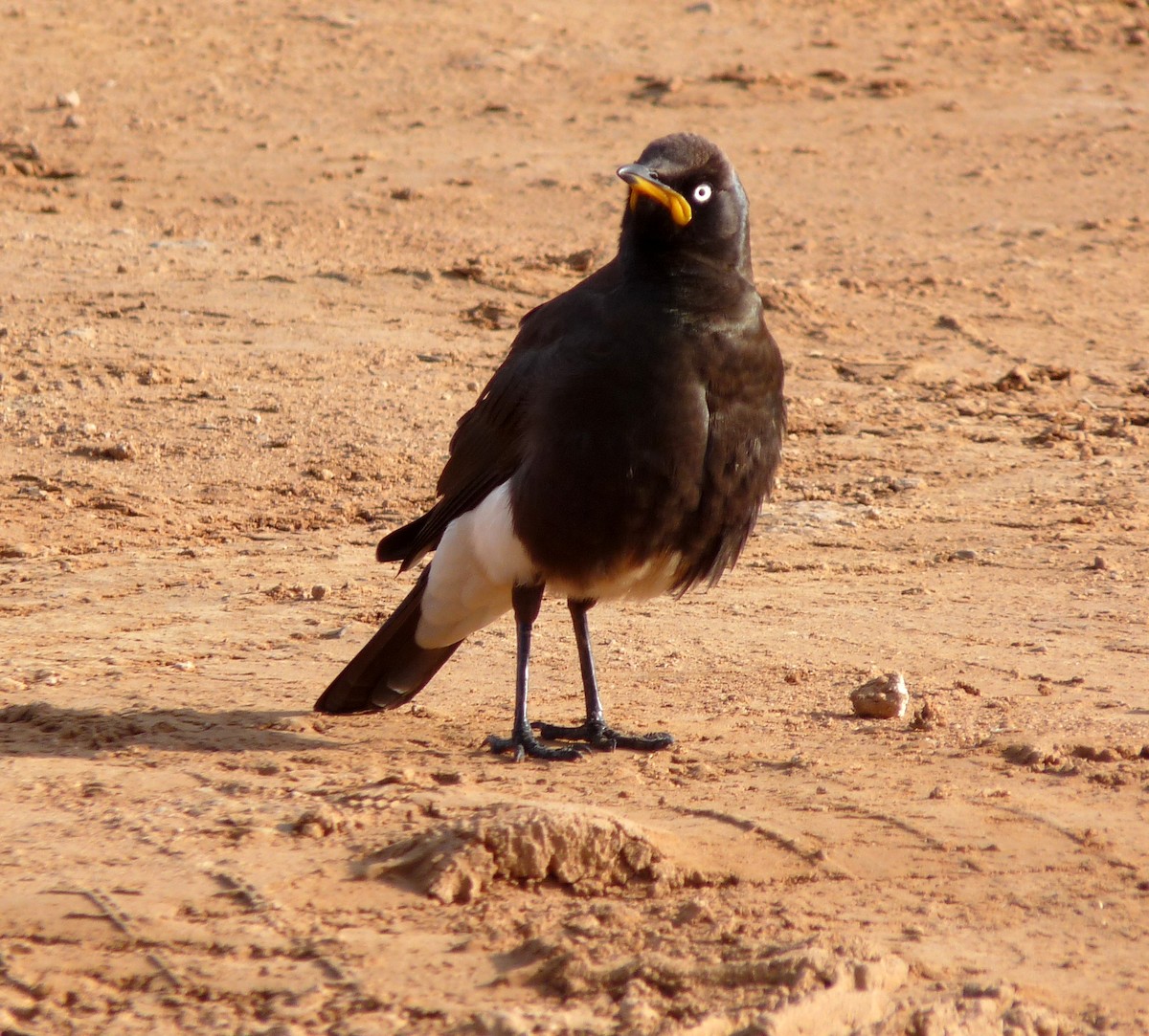 African Pied Starling - David Bree