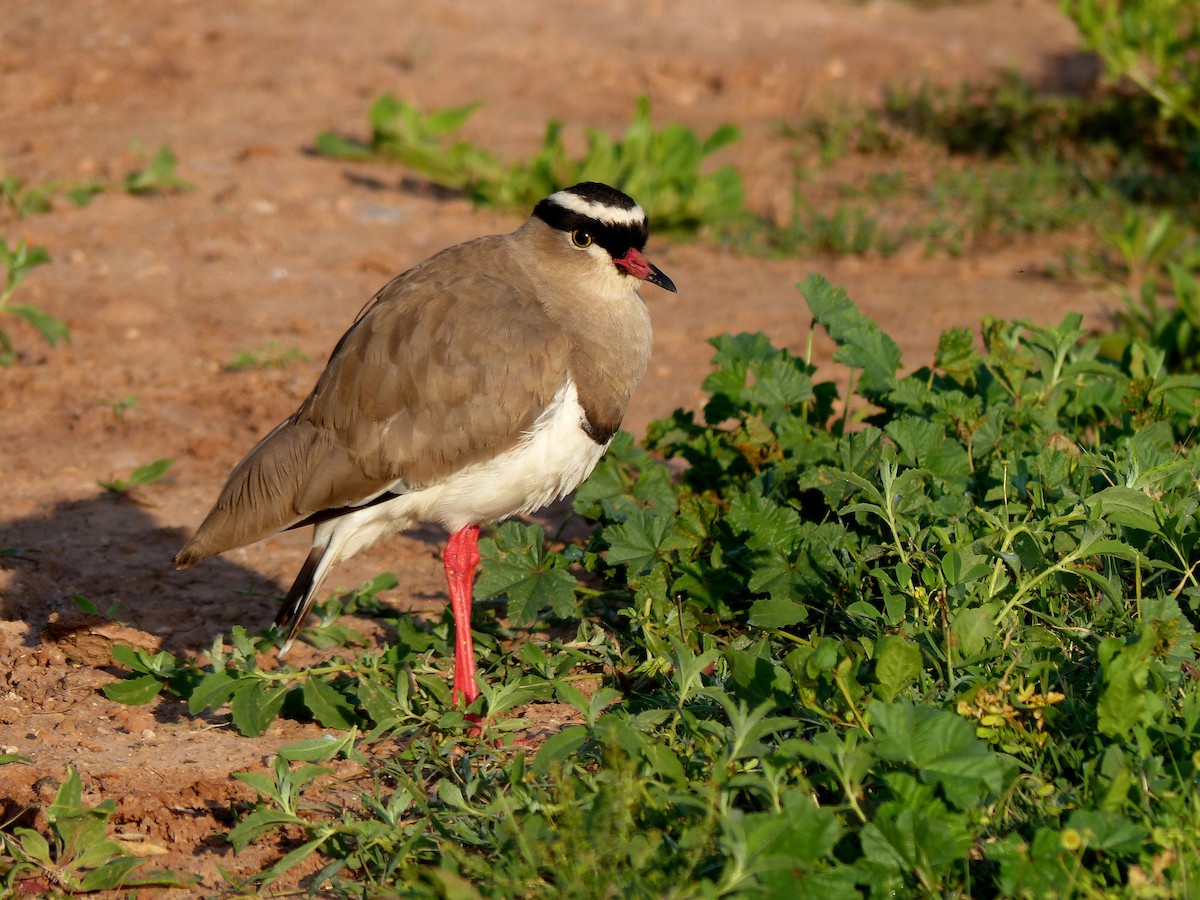 Crowned Lapwing - ML26658331