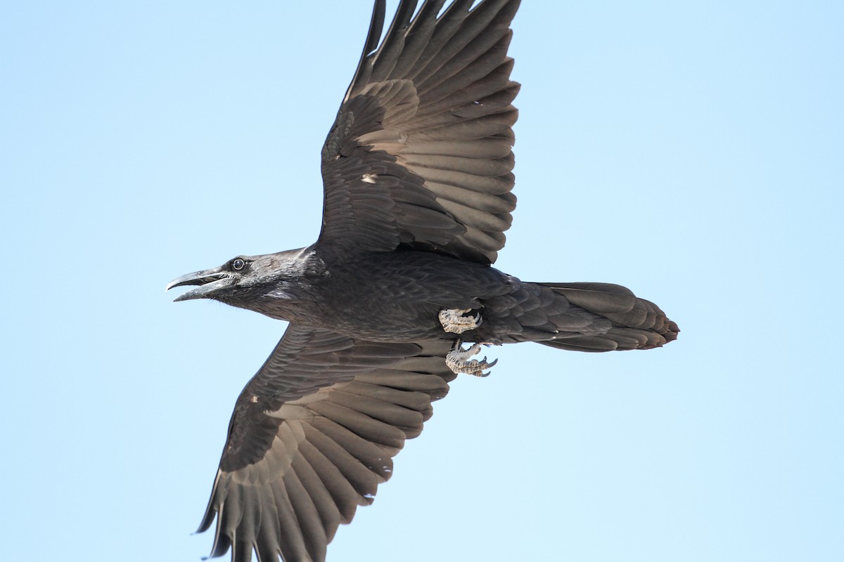Common Raven - Gates Dupont