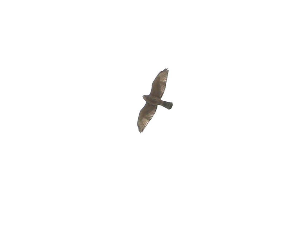 Broad-winged Hawk - Logan Lalonde