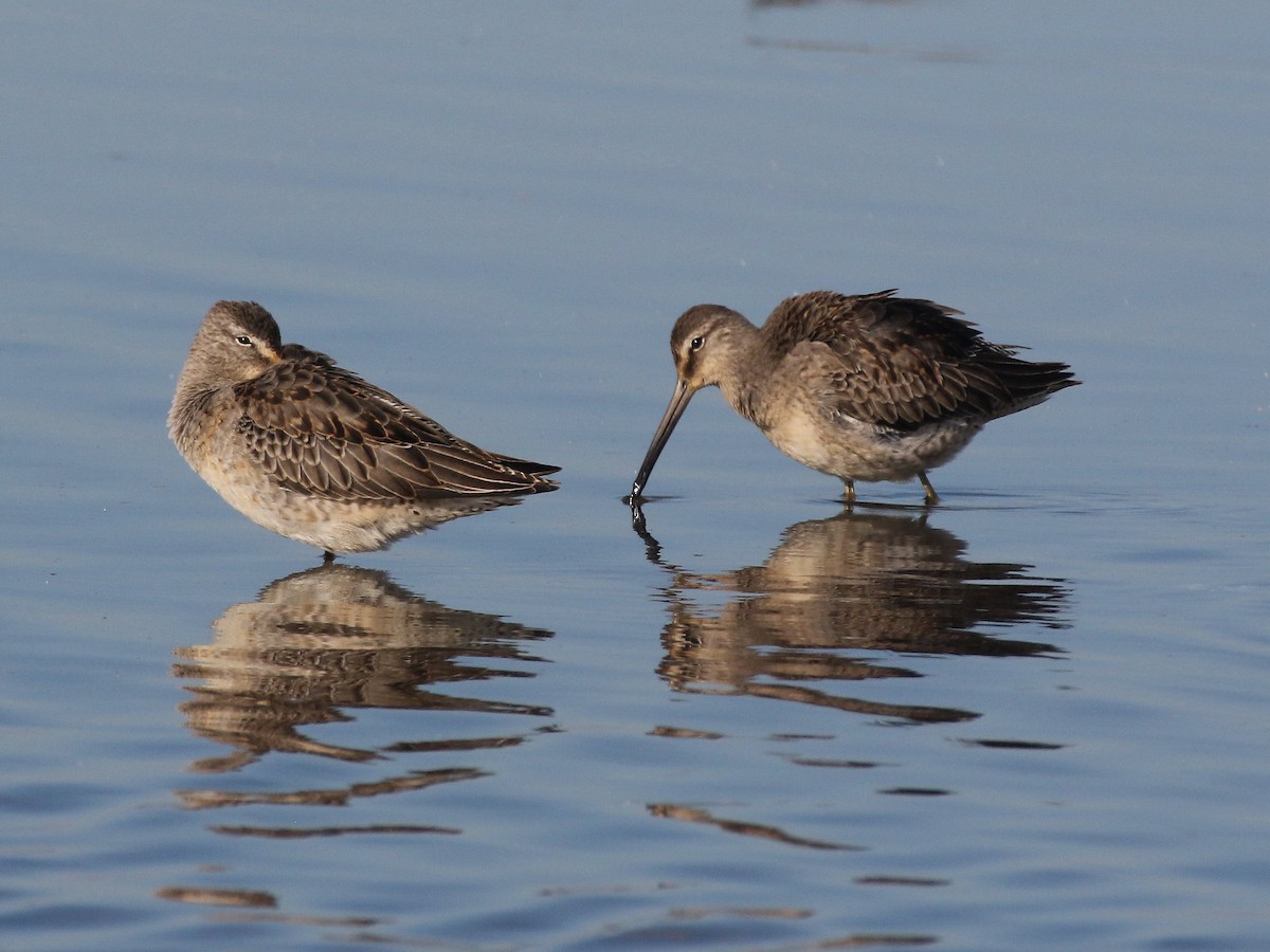 Long-billed Dowitcher - ML266591931