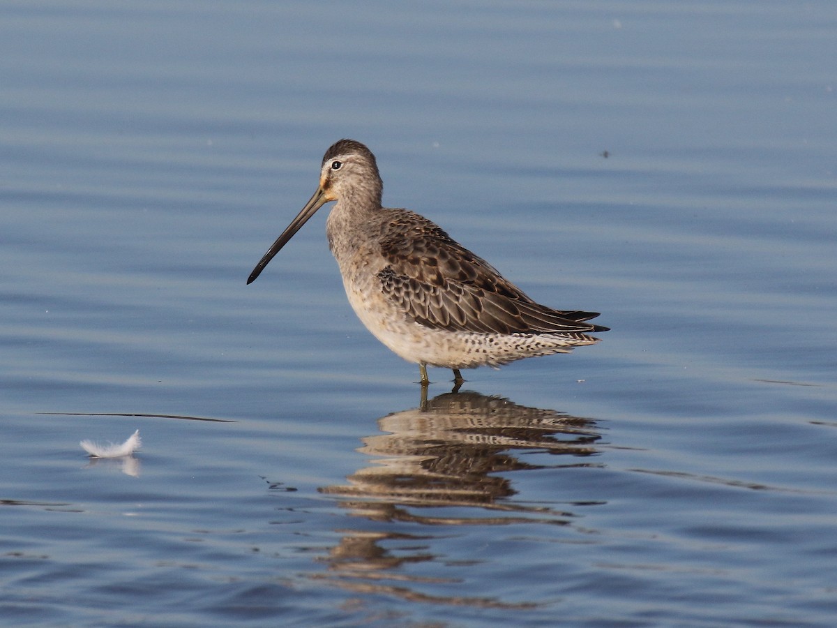 Long-billed Dowitcher - ML266591941
