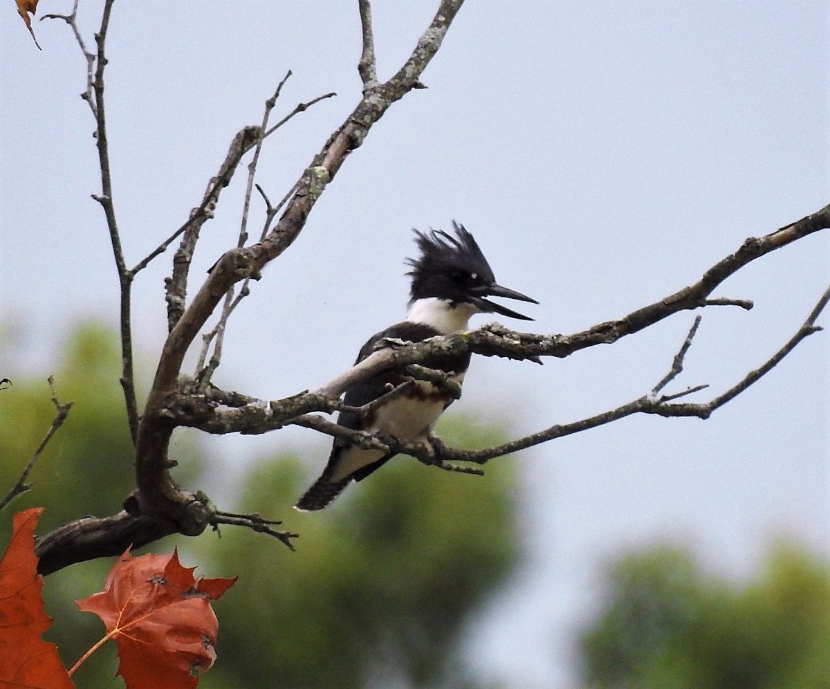 Belted Kingfisher - ML266593491