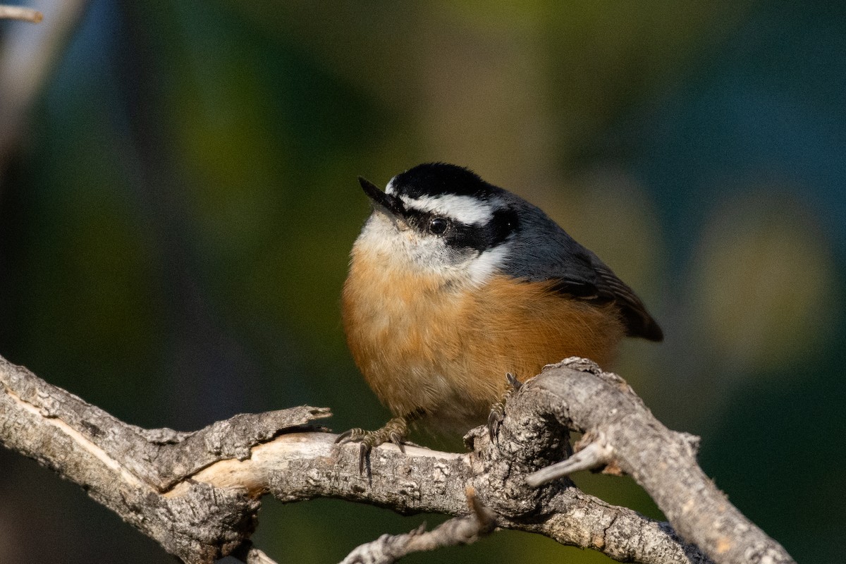 Red-breasted Nuthatch - ML266599361