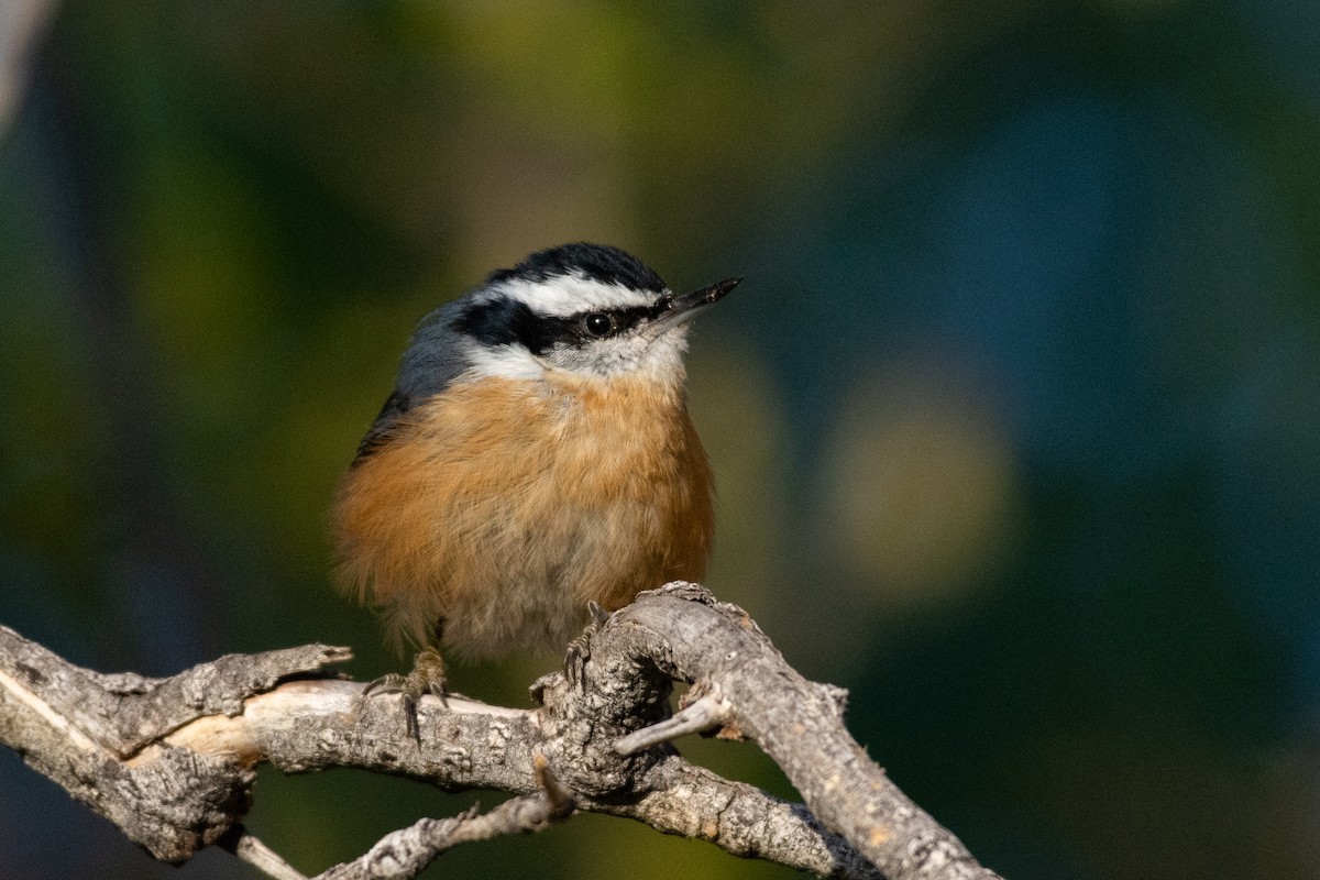 Red-breasted Nuthatch - ML266599381