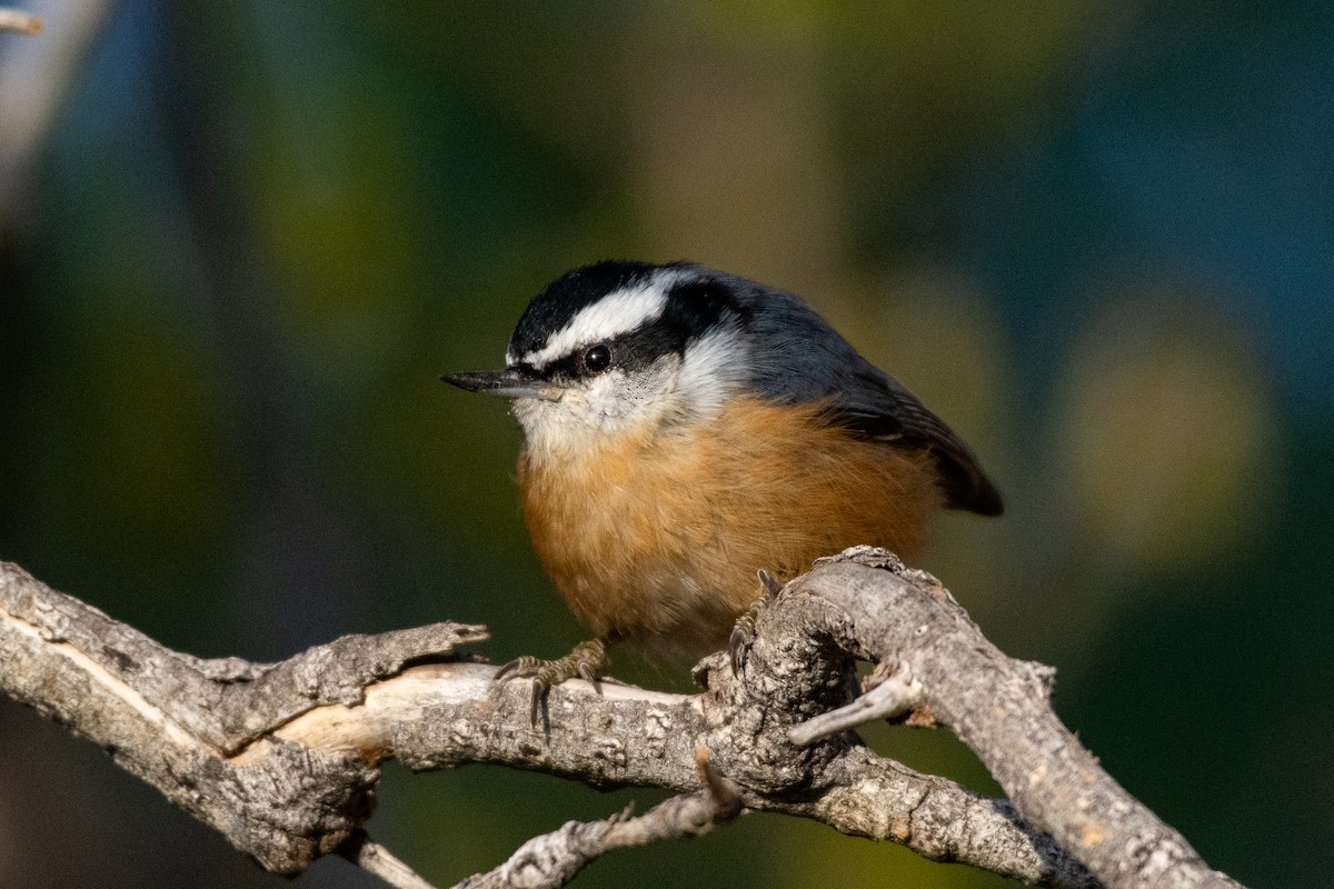 Red-breasted Nuthatch - ML266599411