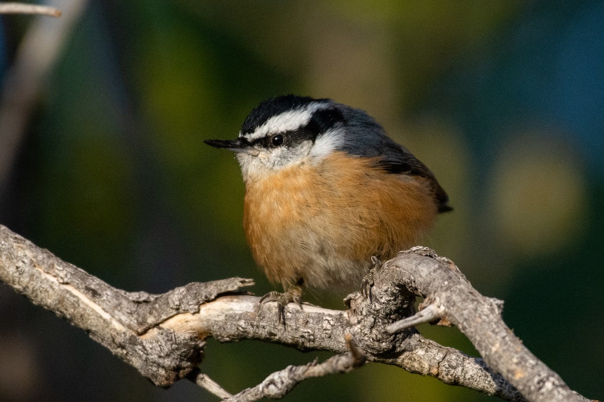 Red-breasted Nuthatch - ML266599431