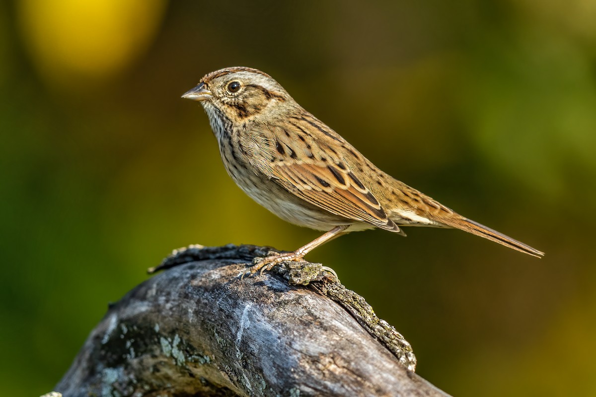 Lincoln's Sparrow - Brad Imhoff