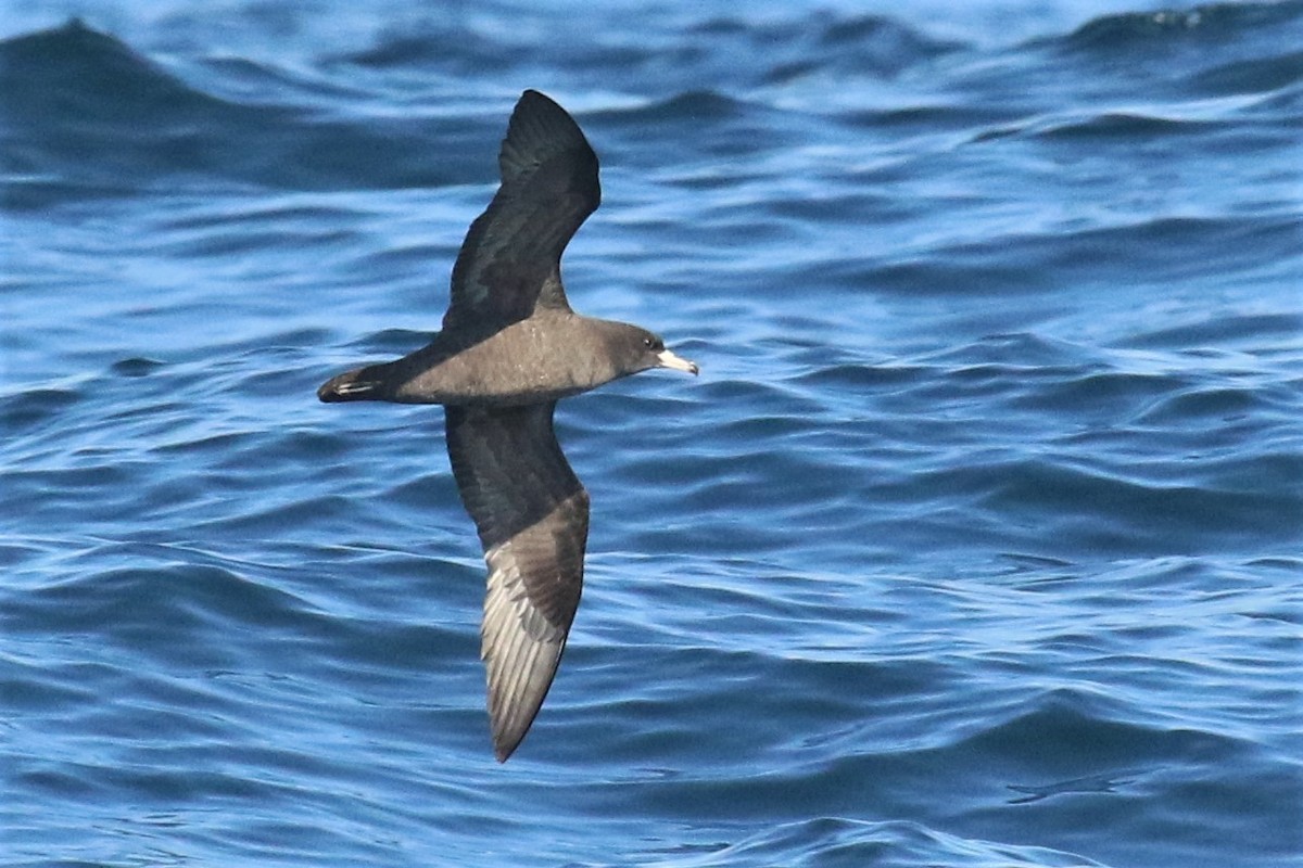 Flesh-footed Shearwater - ML266604441