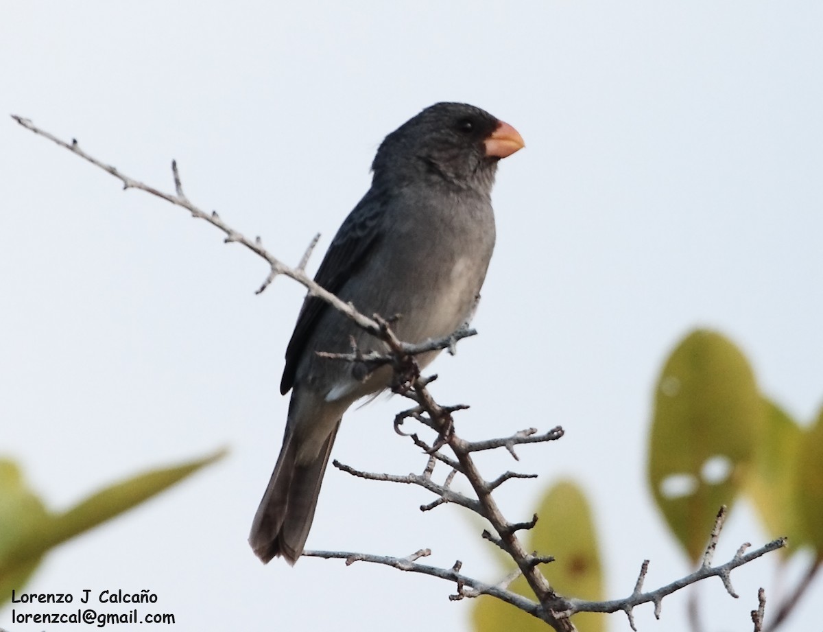 Gray Seedeater - ML266611901