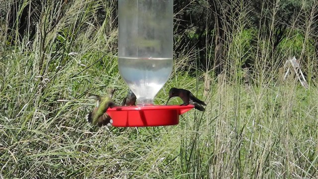 Broad-billed Hummingbird - ML266612891
