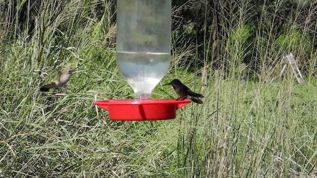 kolibřík širokozobý - ML266612931