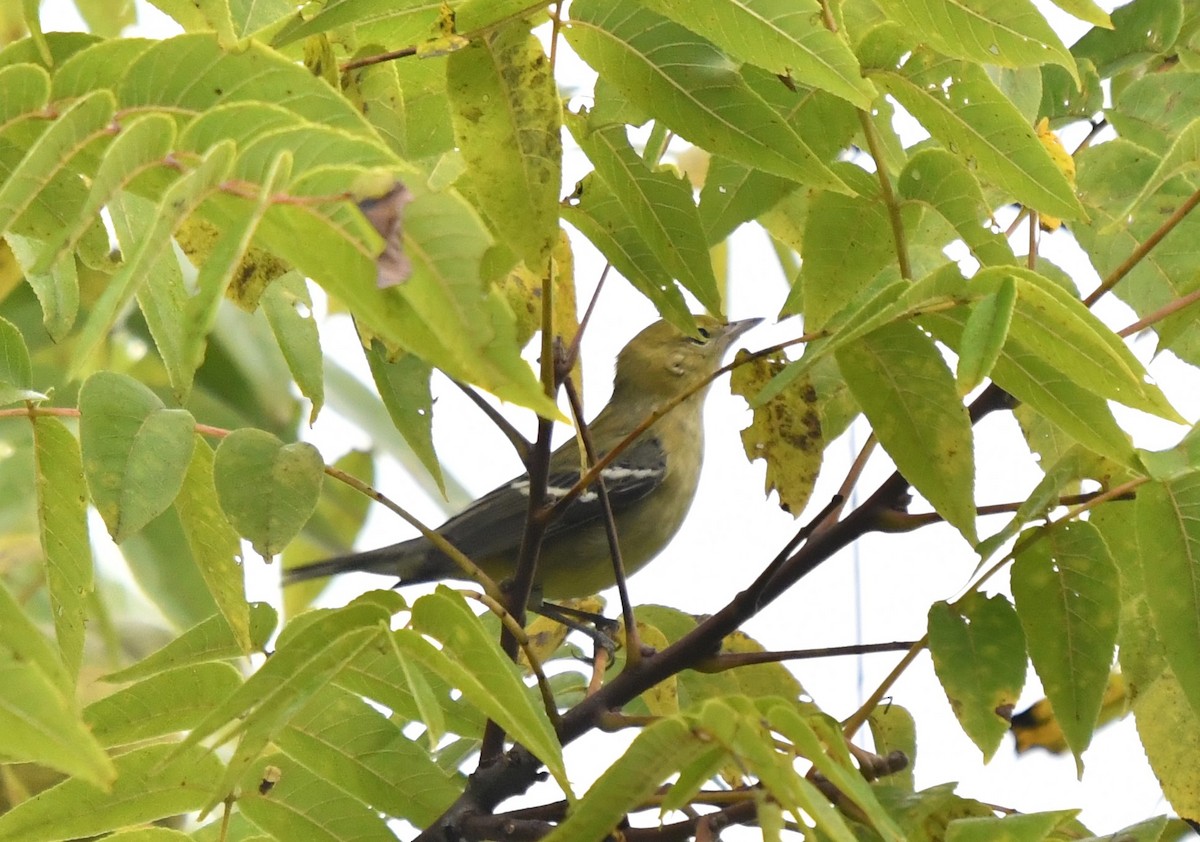 Bay-breasted Warbler - Dean Turley
