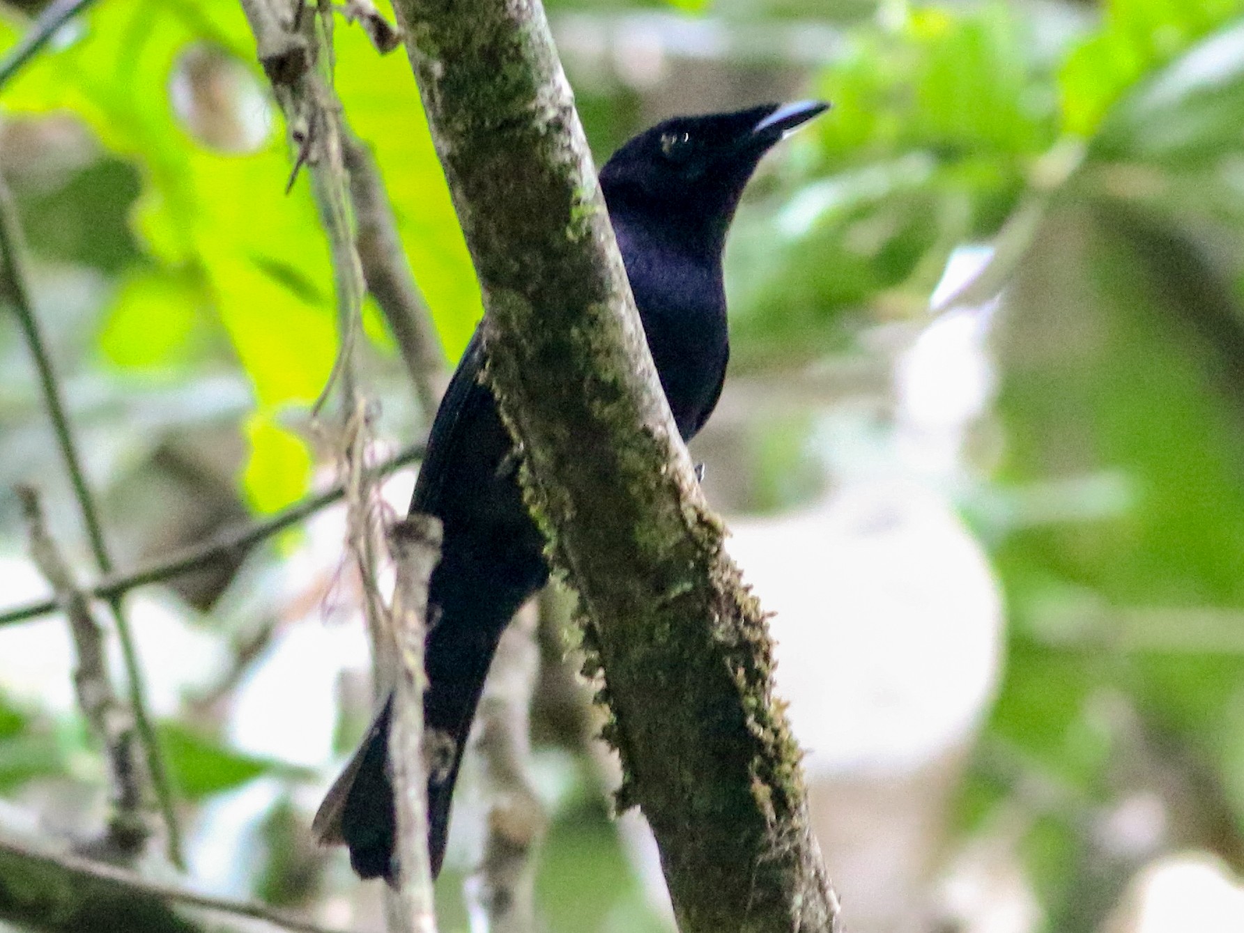 Dull Flycatcher - eBird