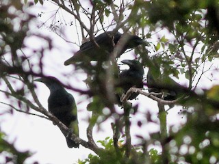  - Bougainville Crow