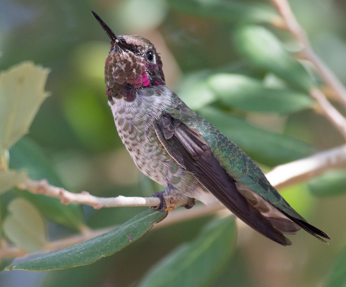 Anna's Hummingbird - Joe Tuvell