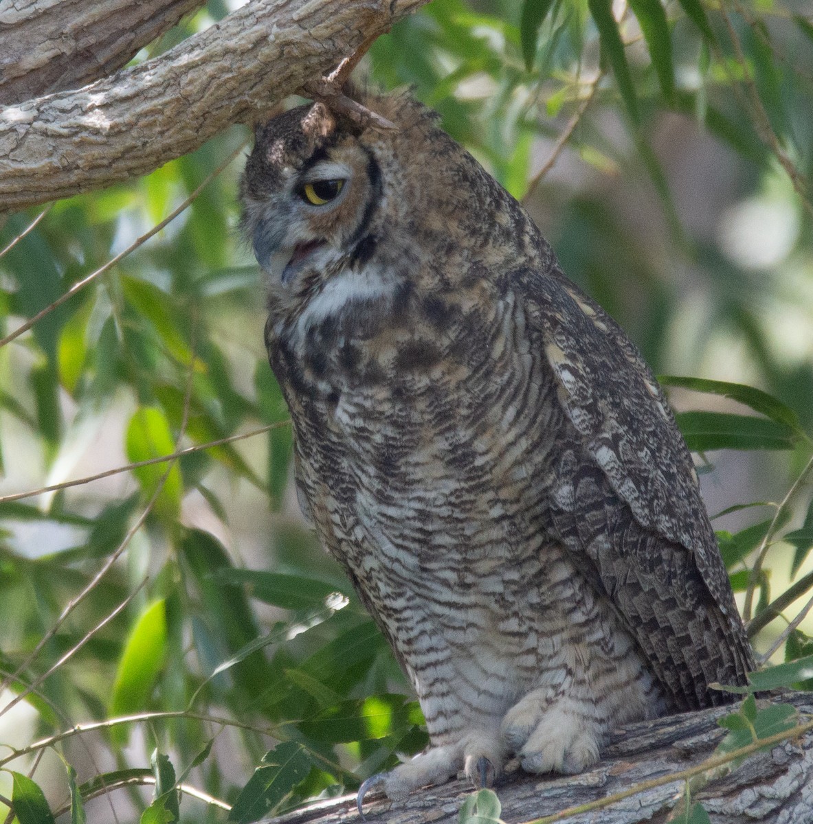 Great Horned Owl - Joe Tuvell