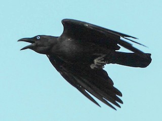 Bismarck Crow - eBird
