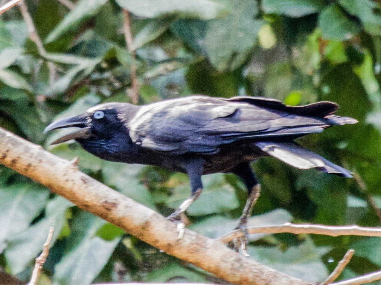 Bismarck Crow - eBird